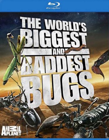 Animal Planet.        / World's Biggest and Baddest Bugs (2004) BDRip