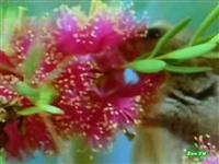  .   / Secret Nature. Flower Power (2004 / SATRip)