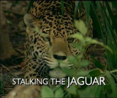 Охота на ягуара / Stalking the Jaguar (2009) IPTV