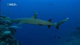 NG: В опасных водах Австралии : обед для акул / Strike force (2010) HDTVRip