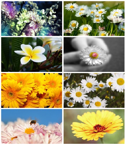 Flowers Wallpapers  1