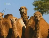  .  / Camels' Empire. Built To Last (2003) TVRip