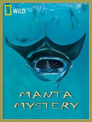    / Manta Mystery (2011) SATRip