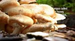     / Know Your Mushrooms (2009) DVDRip