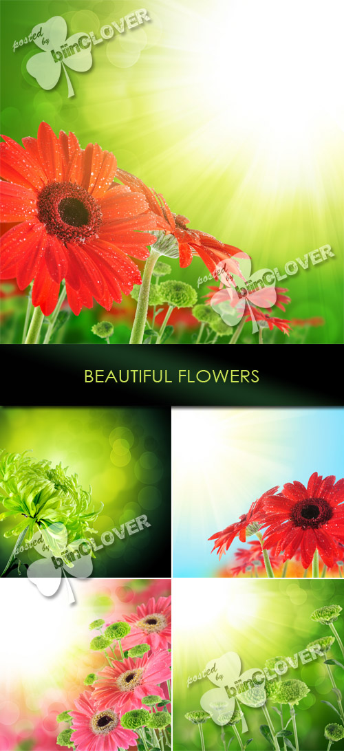 Beautiful flowers 0170