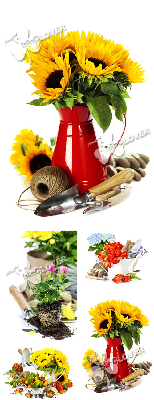 Vegetables, flowers and garden tools 0177