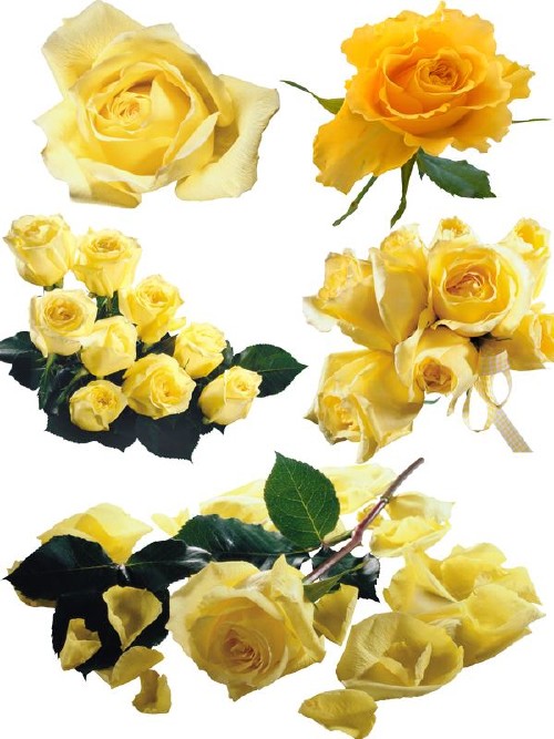 Цветочный фотосток: желтые розы