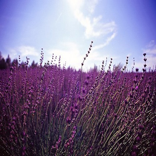 Mixedmartin - Fields Of Lavender (2012)