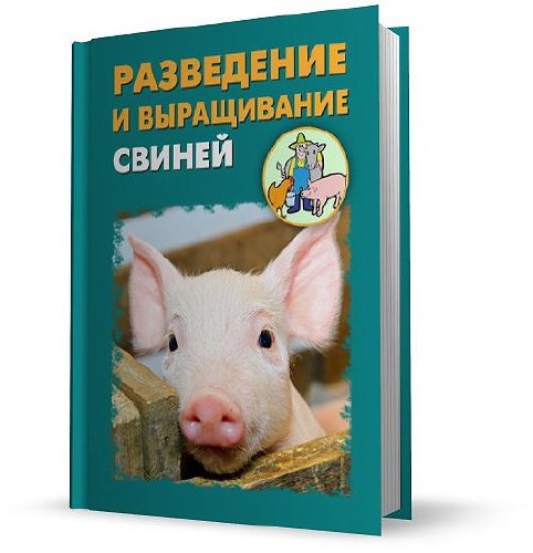 Разведение и выращивание свиней